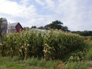 This field of organic popcorn grew behind my barn. At the time of this photo it had tasseled and would be ready to harvest after a good hard freeze.