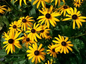 Black Eye Susans