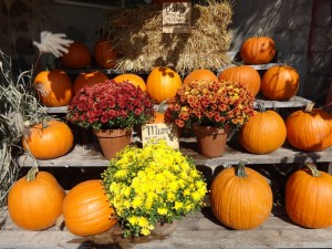 Mums and Pumpkins