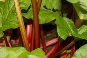 Rhubarb