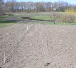 Spring Planting At The Farm