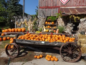 Small and Medium Pumpkins