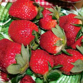 Strawberries Honeoye