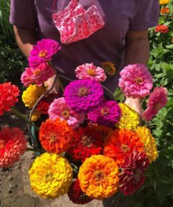 Zinnias from At The Farm
